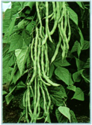 Chinese vegetables-string bean - A kind of Chinese vegetables