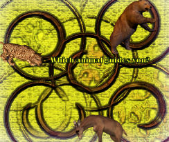 Animal Guides on Canvas - Is one of these guiding you or something entirely different is leading the way to your full potential ?