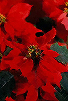 Poinsettia with soft cross-stitch effect - A photoshop creation of a photo