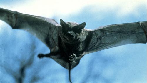 bat - this is a picture of a bat!