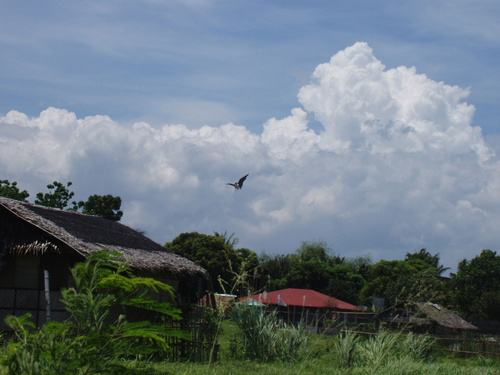 Kikik in Zamboanga - A picture of an allegedly kikik in Zamboanga City.