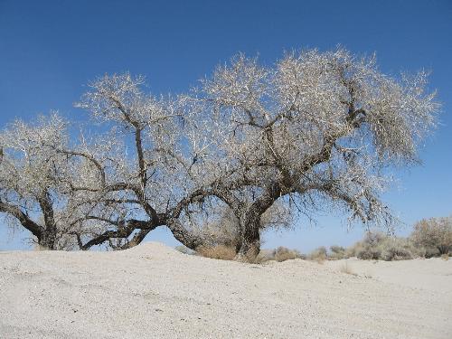 California Desert Winter Tree - This photo was taken in January last year and depicts a clear day with a Cottonwood tree resting gently on the sand.