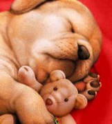 dream - good dream of the dog. :)