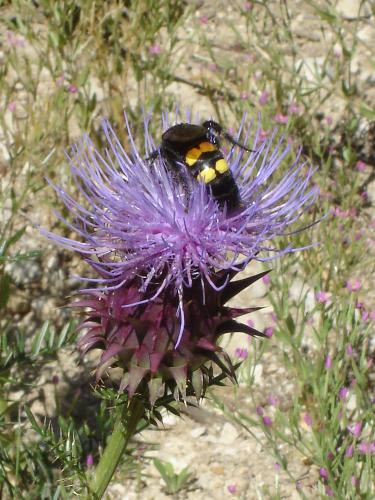 a bee i just found - a huge bee i just found in the midle of all that nature