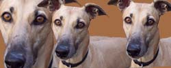 greyhound - my greyhound Indra