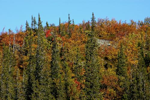 Fall colur - A small mountain in fall colur.