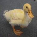duck - duck duck