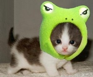 Cute Kitty - here my favorite cute kitty...