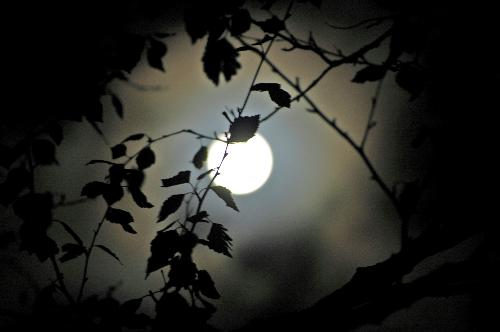 Mgic photo of the moon - Its magic with the birch infront of the moon.