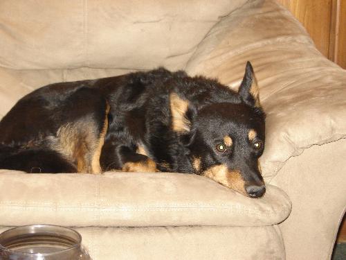 Sleeping Sparky - Sparky takes a nap on the couch