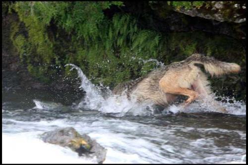 Urrrgggghh! - Wow the wolf is so great!