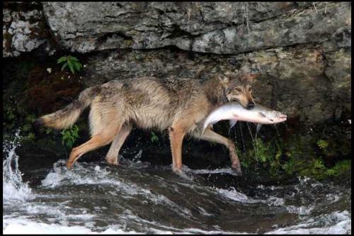 Nice catch Mr. Wolf - great one!