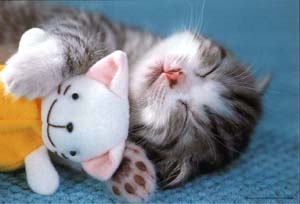 Sleepy Kitty - A friend&#039;s kitten sleeping with her stuffed animal. 