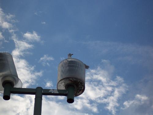 Seagull on lamp post - This seagull was sitting on top of a lamp post one day when I came out of Walmart. I happened to have my camera and shot this image of it surveying the sights and sounds of a busy shopping mall and probably waiting for someone to drop some food on the ground.