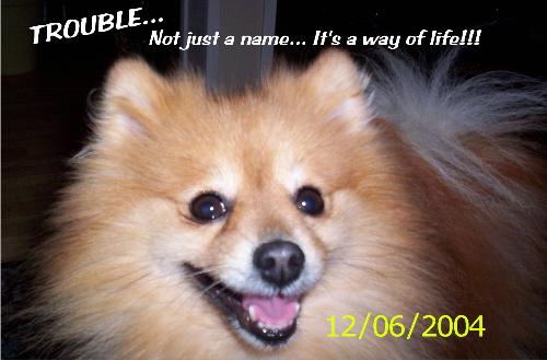 Pomeranian - Trouble is my 8 year old purebred pomeranian