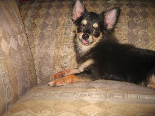 chihuahua,pet dog - Grovee,black long hair chihuahua
