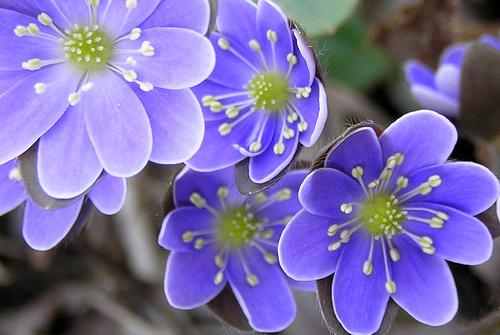 Hepatica Flowers - Close look of Flowers 'hepatica'