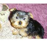 scubby - I love little dog