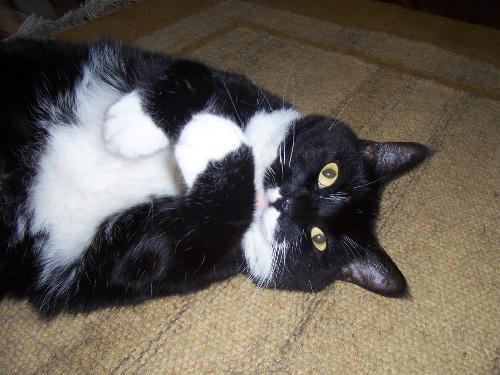 Phoebe the cat! - This is my oldest cat phoebe, she's 7 years old...She's what they call a 'tuxedo cat'....