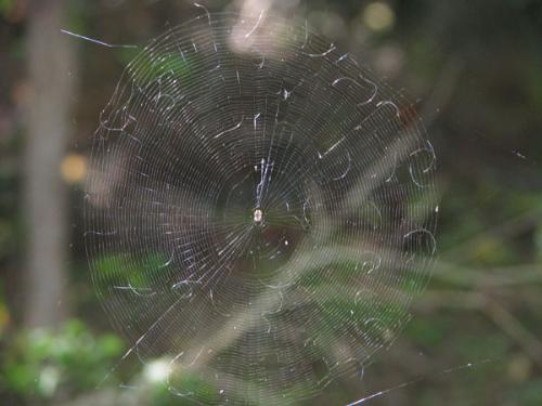 Spiderweb - This was taken with a Canon Powershot S5 IS. The sun is lighting the web from behind.