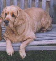 Rainbow - This is Rainbow a few years before she died. I had to shave her down every 3 or 4 months because she had skin problems so bad. She was a real sweetheart.