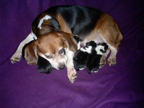 puppies - Lisa and her 5 puppies.