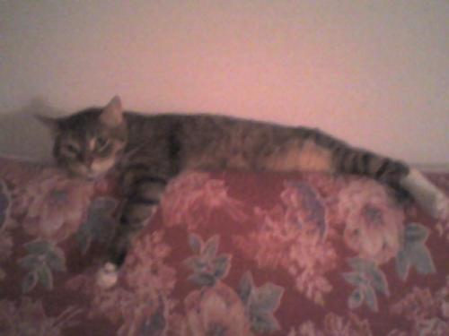 Misu hanging onto an old matress! - My cat hanging onto an old matress so we wouldn't throw it away.