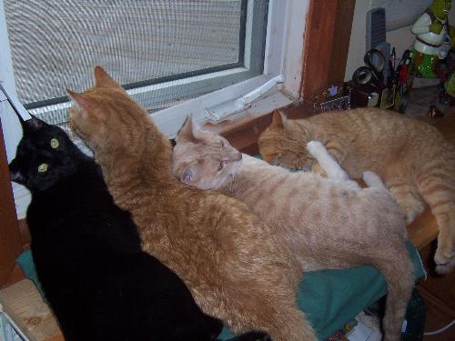 4 of our 5 cats enjoying their time together - All our cats are around a year old in the Fall of 2007. The black female is Nexus..the two ginger twin males are Tigger and Tee-Tooh and the beige one another male named Nova. We also have a gray Tabby named Ellie who is missing in action somewhere else in the house.