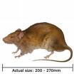 Rat - This is an example of a rat that is being eaten by some people here in our country.
