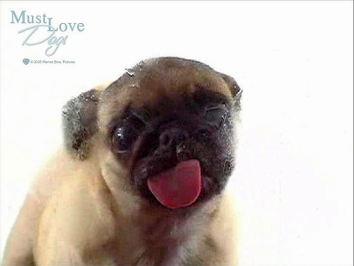 must love dog - aa