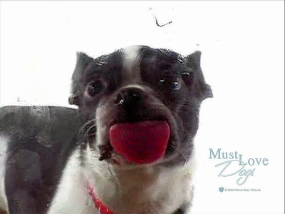 must love dog - ff