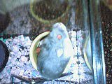 Squeakers 2 - here's my little cutey again! :)