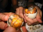 food is a basic need for human being survival so e - the picture show the food i love,its a balut in filipino. its only a 2 weeks years old egg being coked up. the food itself is the prematured chick inside with delicious soup, egg yolk and egg white within it. its very delicious especially in cold temperature. perfect to eat.
