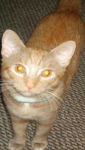 My Cat Dusty - This is a pic of my cat dusty, I think sometimes he thinks he is a dog, He plays fetch, Tries to follow me when I walk to work, He's is a big flirt with the females in the neiborhood.