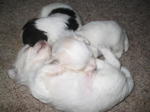 Puppy Love - Our Maltese had her puppies finally. They are Maltipoos. Aren't they adorable?!
