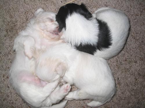 Pile of Puppies - Cute lil buggers aren't they? In this photo, they are one month old. Can you say AAAAWWWWWW!