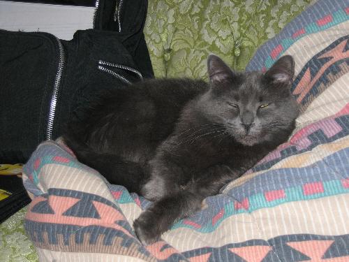 Miss Tehuti - This is the first cat we rescued from the feral colony that came with our property. We pulled her inside on Halloween (we were in the house for a whole month at this point) when she was still quite young. We named her Tehuti after the Egyptian God of Scribes (sometimes known as Thoth). She is still a little anti-human on occasion, but she is getting better and more social as she gets older.