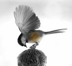 the bird.......... - THE BIRD......Can u find it??[:D]