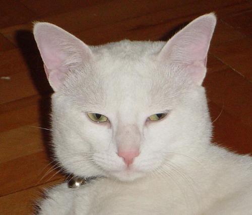 my sweet - my sweeeettt white cat:P:P:P:X:X:X if u like it just gimme a message.. il make moree photos