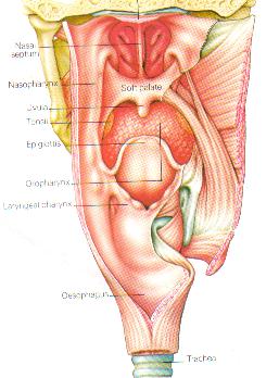 tonsils - a picture of tonsils (my sons are 3 times the normal size) tonsils - a picture of tonsils (my sons are 3 times the normal size)