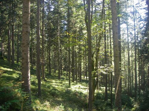 Forest near Packerstausee, Styria - Forest, where one can usually find wild blueberries and mushrooms growing.