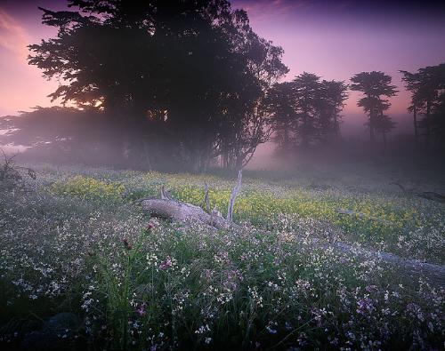 foggy spring - in Cali i love this pic