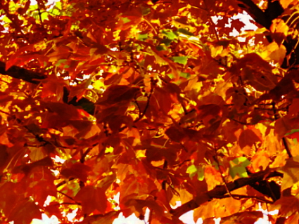 Beautiful Orange Leaves - From my Red Maple Tree out front