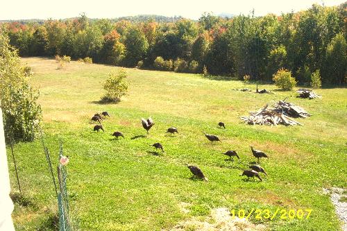 turkeys - this picture is of some wild turkeys i have roaming my land!