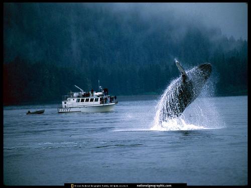 whale dive - good snap