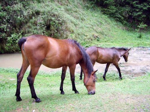Horses - Two horses at Cheile Dambovicioarei, Romania.