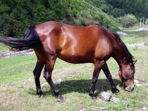 Horse - Horse eating on a meadow.
