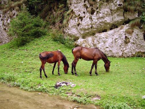 Horses - Two horses together in a mountain area, Romania.