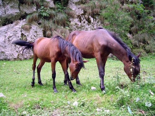 Horses - Horses eating