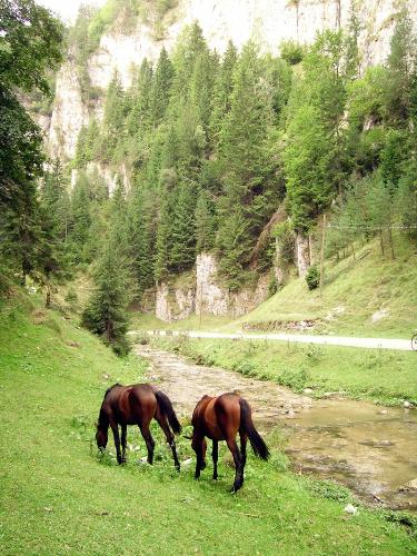 Horses - Mountain landscape with two horses.